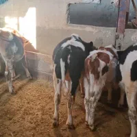 ۵ راس گوساله سمینتال آماده پروار یا داشتی