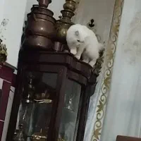 بوفه فروش فوری