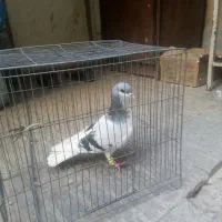 کفتر چادری گردن کلفت|پرنده|تهران, بروجردی|دیوار