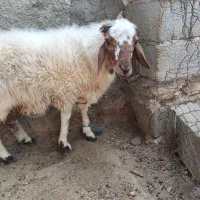 بره نر چاق