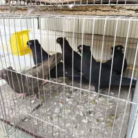 فروش ویژه سرخ .قهوه ای و. زاغ واکسی نژاد خالص|پرنده|شاهینشهر, فردوسی|دیوار