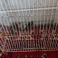 فنچ