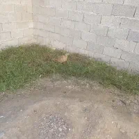 مرغ خروس تزینی|حیوانات مزرعه|رشت, ولکس|دیوار