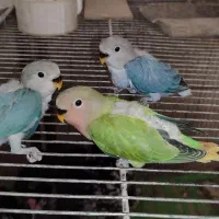 طوطی طاووس بوقلموجوج برهماکوشین کفترتخم دستگاه قفس