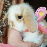 خرگوش مینی لوپ ترکیش  سوپر فلت