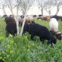 گوسفند