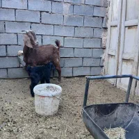 بزو کره پاکستانی