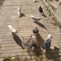 کبوتر فرشی|پرنده|مهاجران, |دیوار