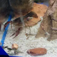 لابستر اکواریوم