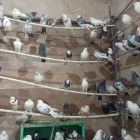 بار جدید کبوتر بازم رسید|پرنده|ماهدشت, |دیوار