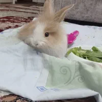 خرگوش نژاد جرسی