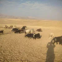 فروش بز داشتی جفتی25