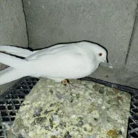 سفید|پرنده|خانمیرزا, |دیوار