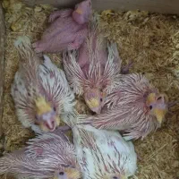 فروش 4عدد جوجه عروس هلندی