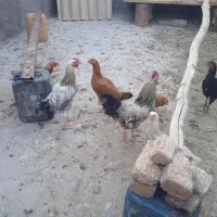 مرغ|حیوانات مزرعه|قائن, |دیوار