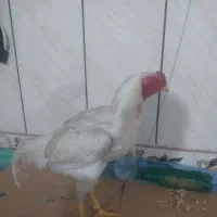 خروس لاری|حیوانات مزرعه|مینودشت, |دیوار