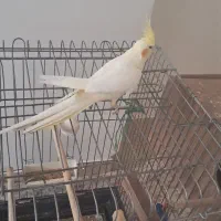 فروش عروس هلندی