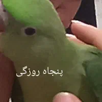 شاه طوطیم فرار کرده