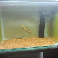 ال ای دی،فیلتر داخلی،استیک،ویبرابایت،فیکوسیانین|ماهی|مشهد, انقلاب|دیوار