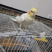 عروس هلندی سخنگو باهوش