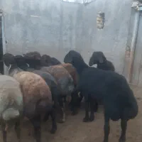 بره نر قره قزل افشار