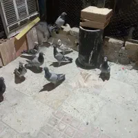 کفتر کبوتر