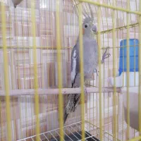 عروس هلندی باقفس