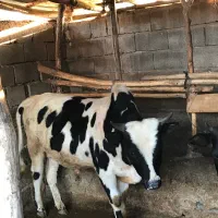 گاو گوساله تلیسه تلم کول دار