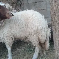 گوسفند|حیوانات مزرعه|بدره, |دیوار