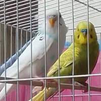 ۲پرنده خوش رنگ وخوش آواز