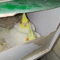 عروس روی تخم