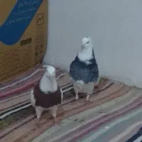 طوقی نرو ماده