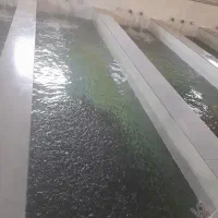 بچه ماهی غزل