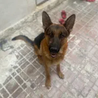 سگ ژرمن دوساله|سگ|کرج, عظیمیه|دیوار