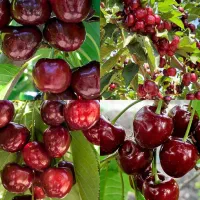 پیوندی و مقاوم به کم آبی|گل و گیاه طبیعی|شیراز, ارم|دیوار