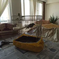 مرغ مینا سخنگو با قفس|پرنده|تهران, شهرآرا|دیوار