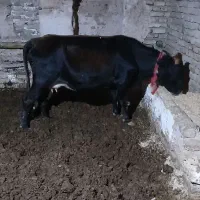 سلام فروش گوسفند زنده میش بره بز و گوساله محلی