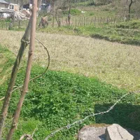 زمین/جنگلی /دنج