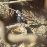 کبوتر گورهی نر جوان