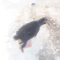 سلام یک بزوبزغاله