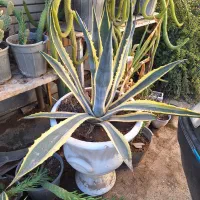 گلدان بزرگ اگاو