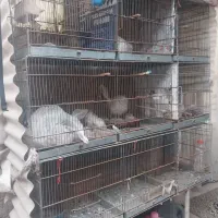 قفس پرون