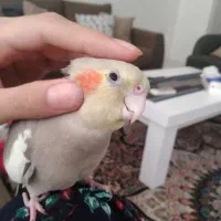 فروش عروس هلندی