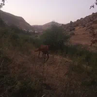 اسب کورد