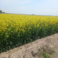 کلزا امسالی دانه روغنی