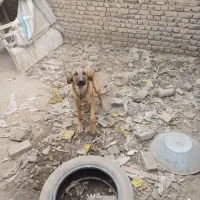 واگذاری سگ پژدر عراقی|سگ|کرمانشاه, |دیوار