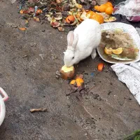 خرگوش|موش و خرگوش|بجنورد, |دیوار