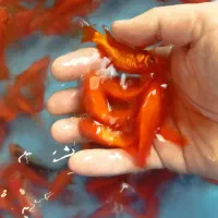 ماهی قرمز طعمه اردک ماهی وجهت خوراک