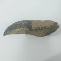 فسیل کمیاب