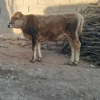 فروش دو عدد گوساله نر